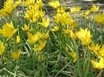 Tulipa sylvestris — tulipe