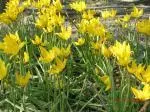 Tulipa sylvestris — tulipe