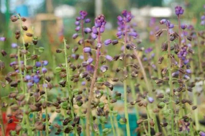 Bellevalia ciliata
