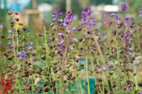 Bellevalia ciliata