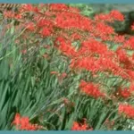 Crocosmia crocosmiiflora x Lucifer