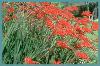 Crocosmia crocosmiiflora x Lucifer