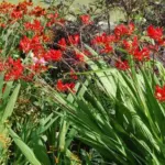 Crocosmia crocosmiiflora x Lucifer — montbretia