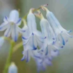 Hyacinthus litwinowii
