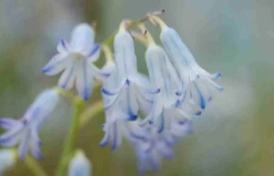Hyacinthus litwinowii