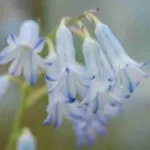 Hyacinthus litwinowii