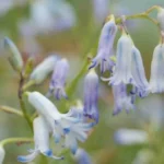 Hyacinthus litwinowii — Hyacinthus