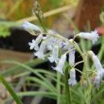 Hyacinthus litwinowii — tabrizianus