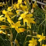 Narcissus cordubensis