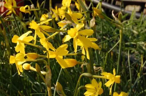 Narcissus cordubensis
