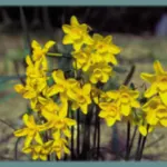 Narcissus cordubensis — cordubensis
