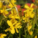 Narcissus cordubensis — Narcissus