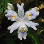 Iris japonica (voir I formosana)
