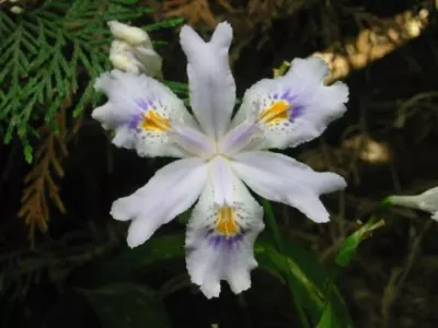 Iris japonica (voir I formosana)