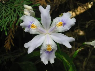 Iris japonica (voir I formosana)