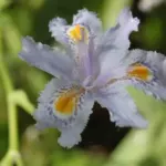 Iris japonica (voir I formosana) — iris