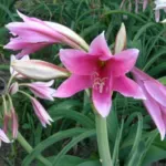 Crinum bulbispernum