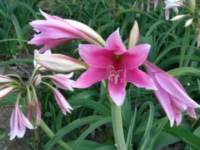 Crinum bulbispernum