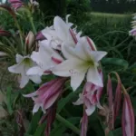 Crinum bulbispernum — bulbispernum