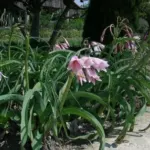 Crinum bulbispernum — photo 4