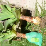Crinum bulbispernum — photo 5