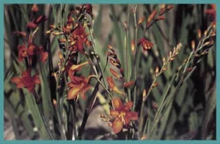 Crocosmia masoniorum