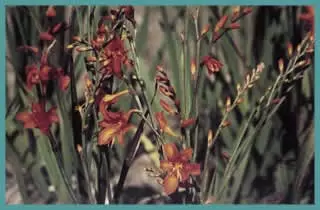 Crocosmia masoniorum