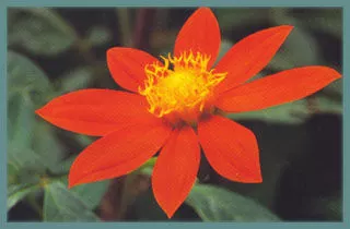 Dahlia coccinea var palmeri