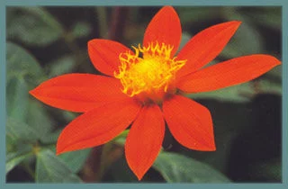 Dahlia coccinea var palmeri