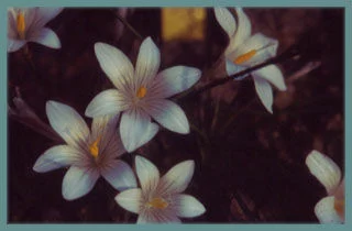 Romulea malenconiana alba
