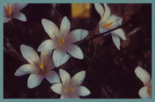 Romulea malenconiana alba