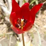 Tulipa planifolia
