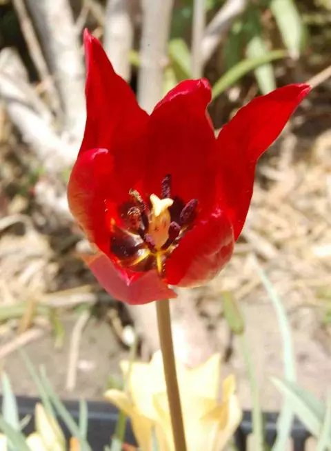 Tulipa planifolia