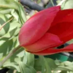 Tulipa planifolia — Tulipa