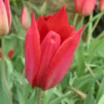 Tulipa planifolia — planifolia