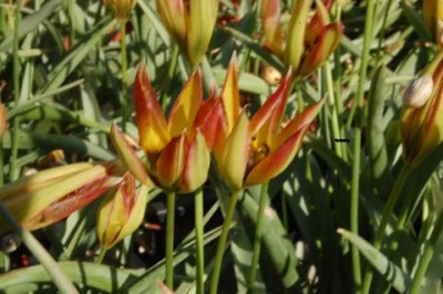 Tulipa whittallii