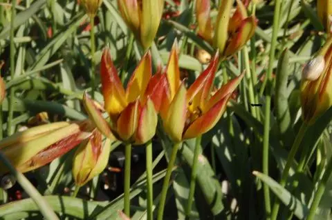 Tulipa whittallii
