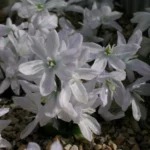 Scilla mischtschenkoana