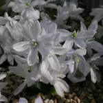 Scilla mischtschenkoana