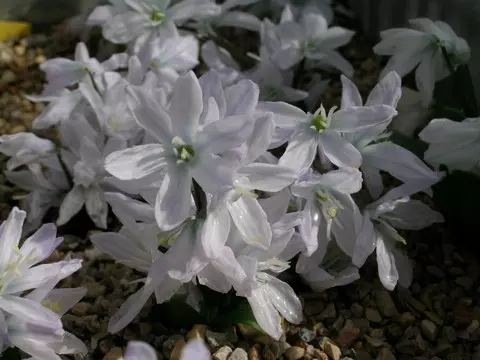 Scilla mischtschenkoana