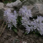 Scilla mischtschenkoana — scilla