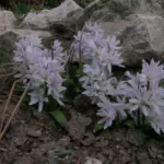 Scilla mischtschenkoana — scilla