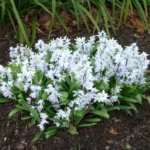 Scilla mischtschenkoana — tubergeniana