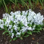 Scilla mischtschenkoana — tubergeniana
