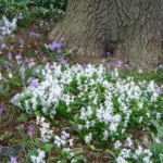 Scilla mischtschenkoana — mischtschenkoana