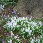 Scilla mischtschenkoana — mischtschenkoana