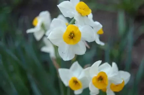Narcissus tazetta Chinese Sacred Lily