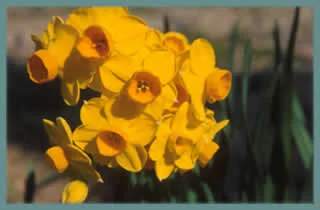 Narcissus tazetta Grand Soleil d’Or