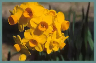 Narcissus tazetta Grand Soleil d’Or