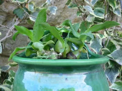 Ledebouria sp7 inconnu